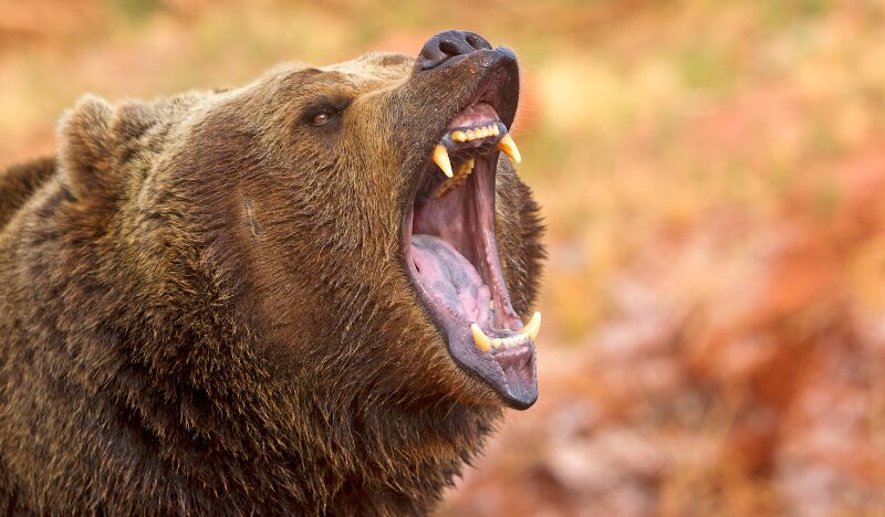 クマ駆除に抗議200件超、自治体が疲弊「命守る行為なのに」